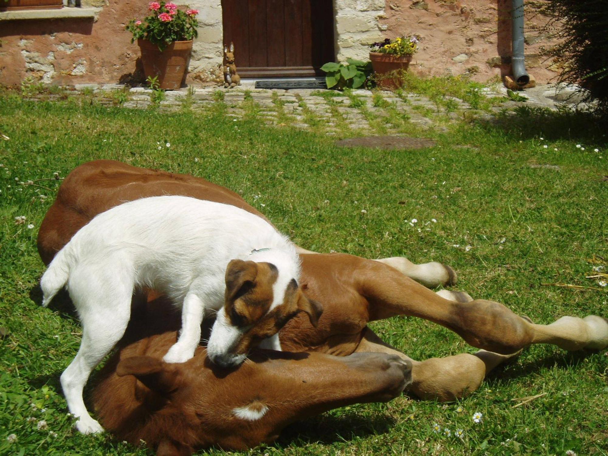 La Ferme Rose Bed & Breakfast Сержи Екстериор снимка